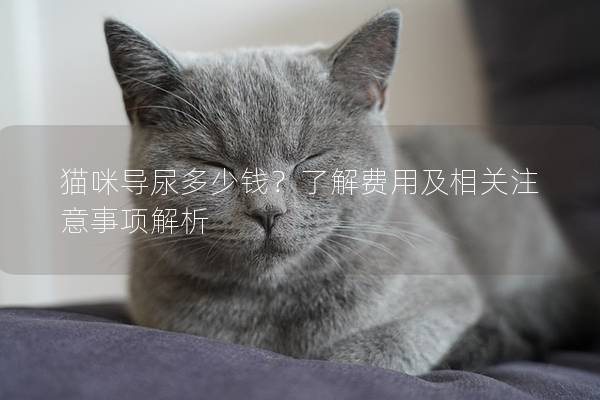 貓咪導(dǎo)尿多少錢？了解費(fèi)用及相關(guān)注意事項(xiàng)解析