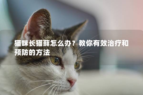 貓咪長貓蘚怎么辦？教你有效治療和預防的方法
