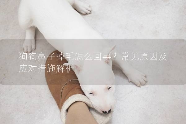 狗狗鼻子掉毛怎么回事？常見(jiàn)原因及應(yīng)對(duì)措施解析