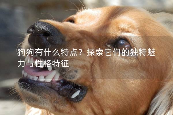 狗狗有什么特點(diǎn)?探索它們的獨(dú)特魅力與性格特征 狗狗有什么特點(diǎn)?探索它們的獨(dú)特魅力與性格特征