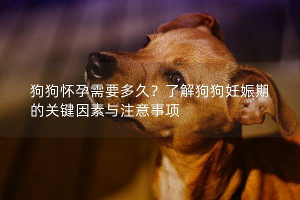 狗狗懷孕需要多久？了解狗狗妊娠期的關(guān)鍵因素與注意事項(xiàng)