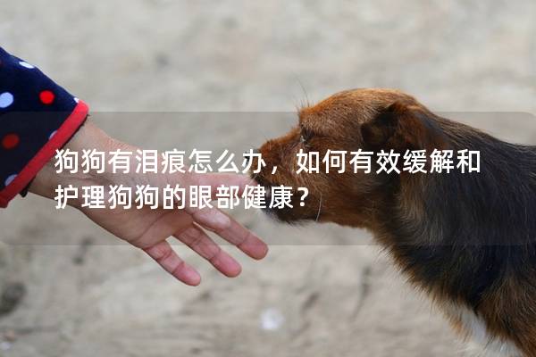 狗狗有淚痕怎么辦，如何有效緩解和護理狗狗的眼部健康？