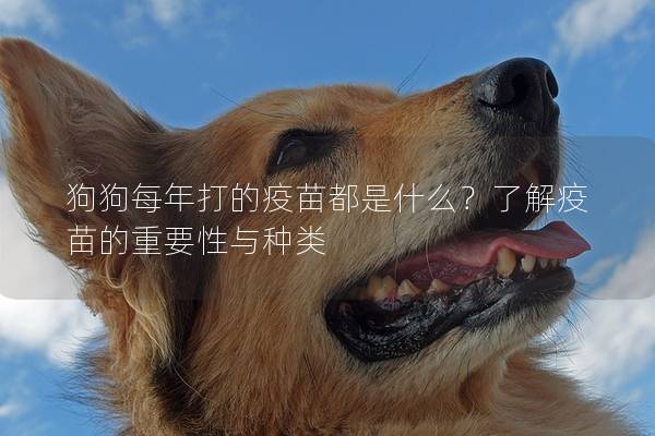 狗狗每年打的疫苗都是什么？了解疫苗的重要性與種類