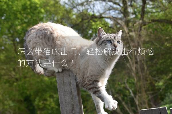 怎么帶貓咪出門，輕松解決出行煩惱的方法是什么？