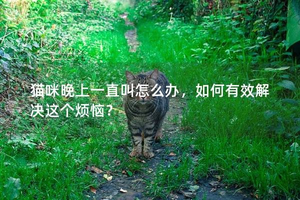 貓咪晚上一直叫怎么辦，如何有效解決這個煩惱？