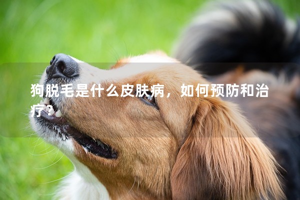 狗脫毛是什么皮膚病,如何預防和治療? 狗脫毛是什么皮膚病,如何預防和治療?