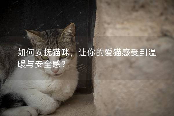 如何安撫貓咪，讓你的愛貓感受到溫暖與安全感？
