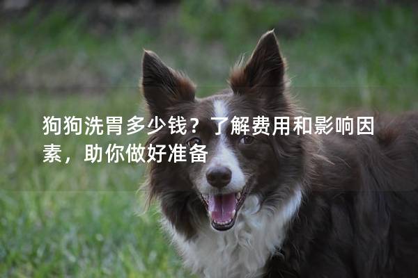 狗狗洗胃多少錢？了解費用和影響因素，助你做好準備