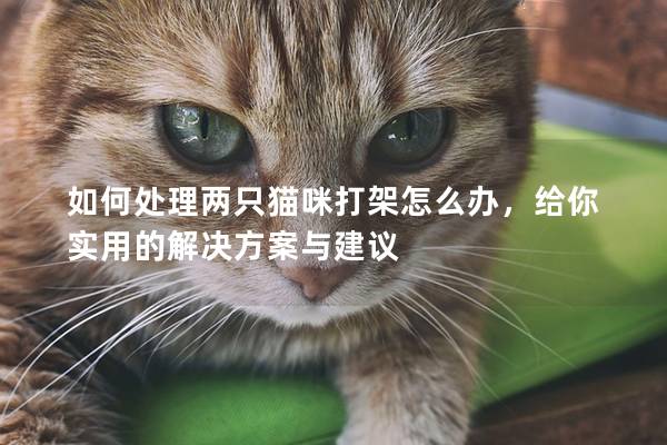 如何處理兩只貓咪打架怎么辦，給你實用的解決方案與建議