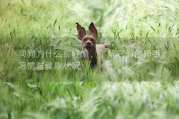 狗狗為什么打呼嚕，了解它們的睡眠習(xí)慣與健康狀況