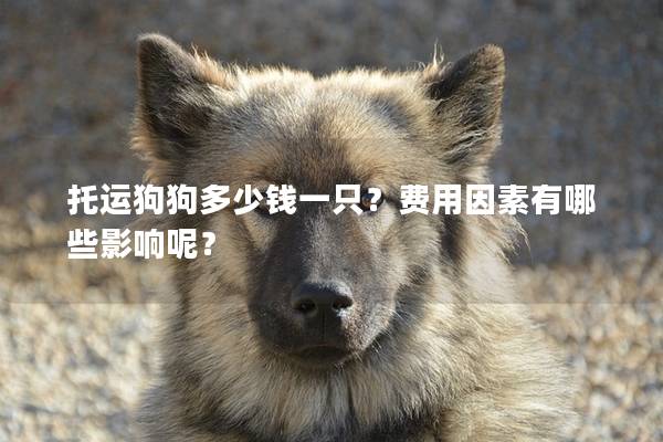 托運狗狗多少錢一只？費用因素有哪些影響呢？