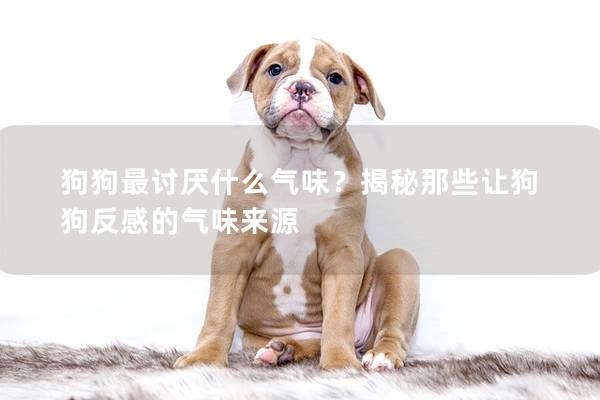 狗狗最討厭什么氣味？揭秘那些讓狗狗反感的氣味來源