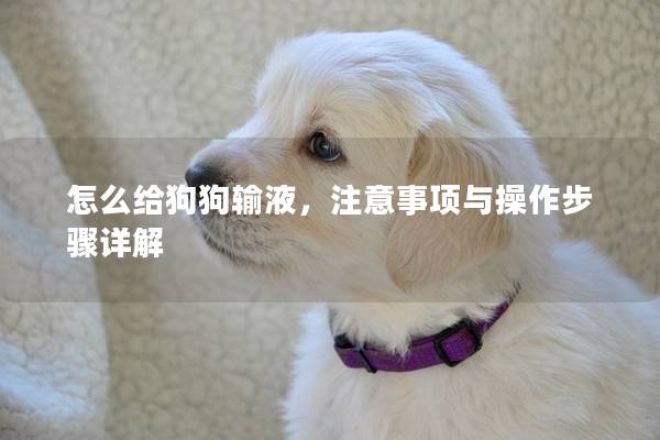 怎么給狗狗輸液,注意事項與操作步驟詳解 怎么給狗狗輸液,注意事項與操作步驟詳解