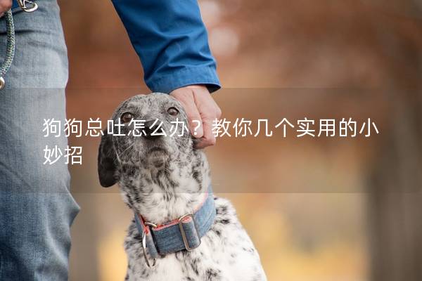 狗狗總吐怎么辦？教你幾個(gè)實(shí)用的小妙招