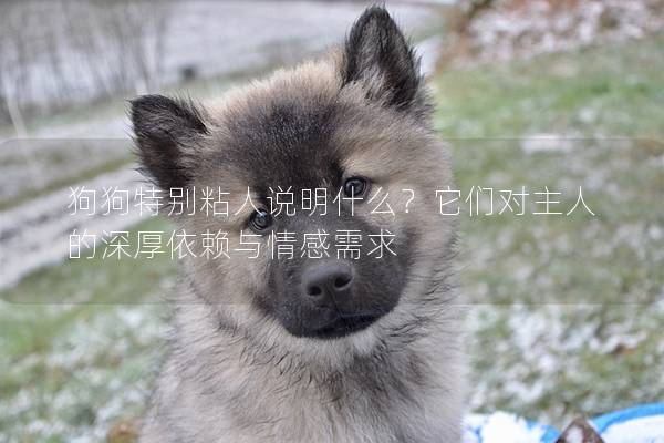 狗狗特別粘人說明什么？它們對主人的深厚依賴與情感需求