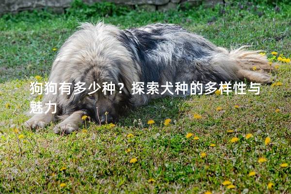 狗狗有多少種？探索犬種的多樣性與魅力
