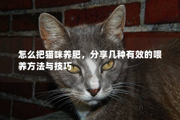 怎么把貓咪養肥，分享幾種有效的喂養方法與技巧