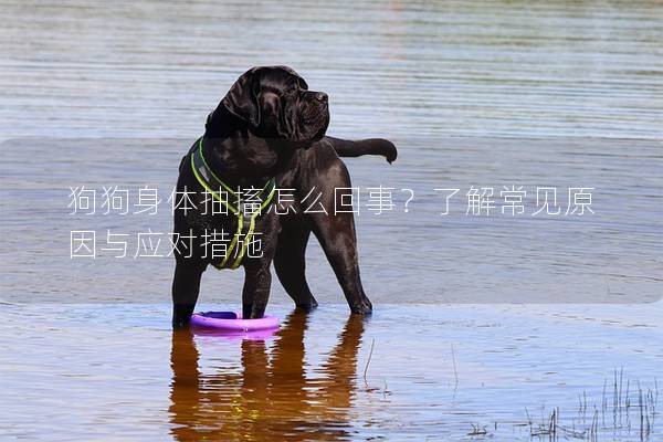 狗狗身體抽搐怎么回事？了解常見原因與應對措施