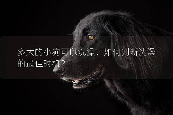 多大的小狗可以洗澡，如何判斷洗澡的最佳時(shí)機(jī)？