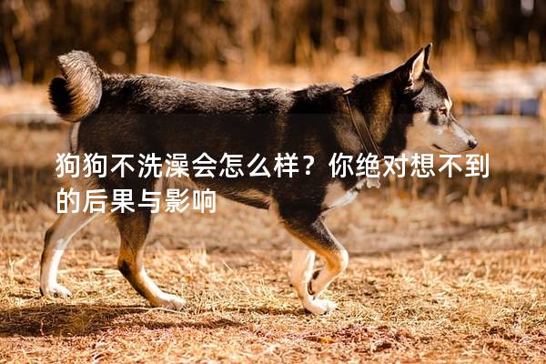 狗狗不洗澡會怎么樣？你絕對想不到的后果與影響