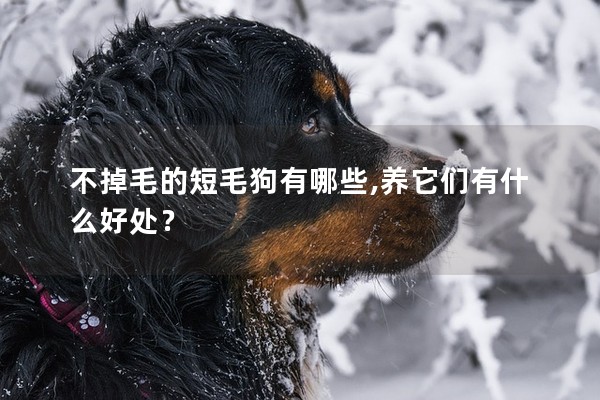 不掉毛的短毛狗有哪些,養(yǎng)它們有什么好處？
