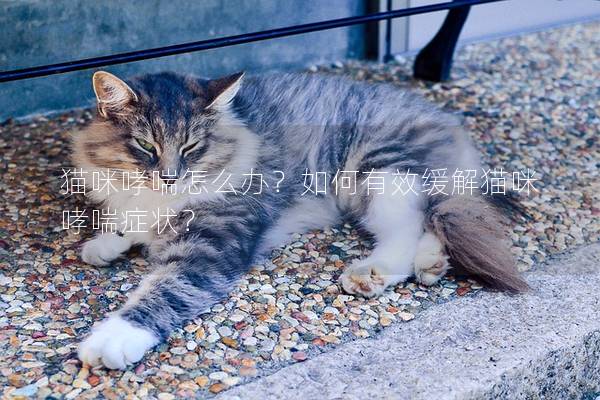 貓咪哮喘怎么辦？如何有效緩解貓咪哮喘癥狀？