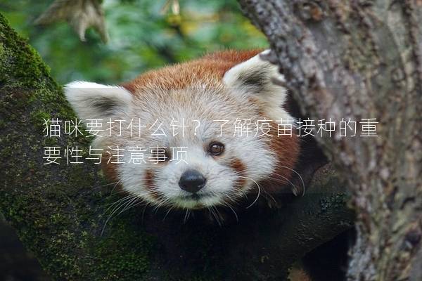 貓咪要打什么針？了解疫苗接種的重要性與注意事項