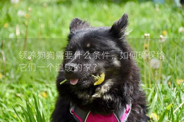 領(lǐng)養(yǎng)狗狗需要什么條件，如何確保給它們一個(gè)溫暖的家？