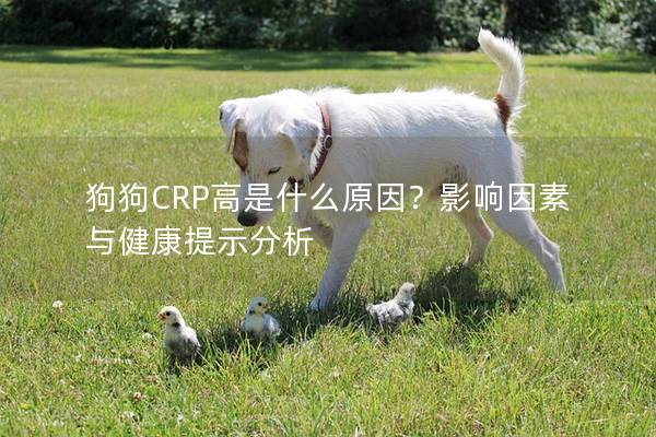 狗狗CRP高是什么原因？影響因素與健康提示分析