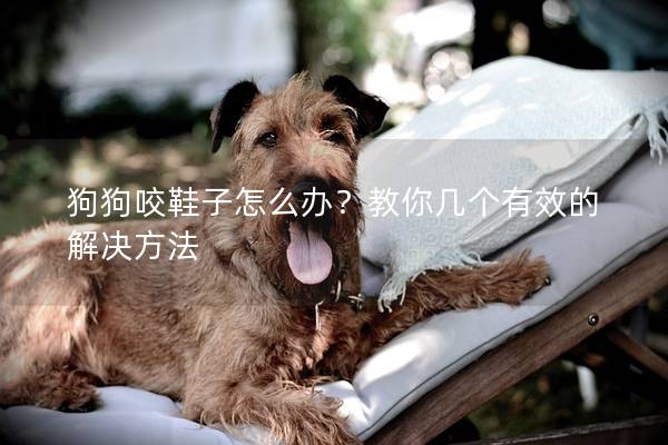 狗狗咬鞋子怎么辦？教你幾個有效的解決方法