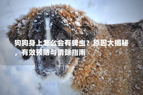 狗狗身上怎么會(huì)有蜱蟲？原因大揭秘，有效預(yù)防與清除指南