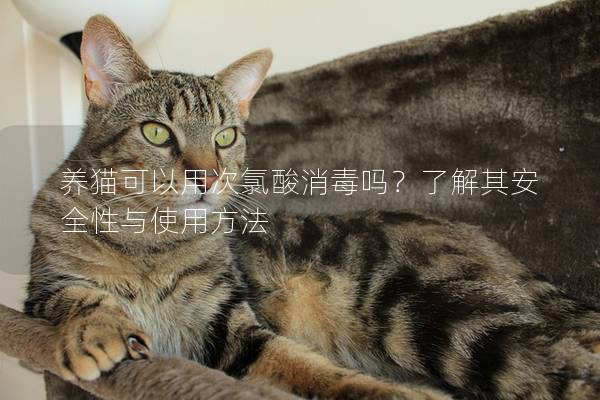 養貓可以用次氯酸消毒嗎？了解其安全性與使用方法