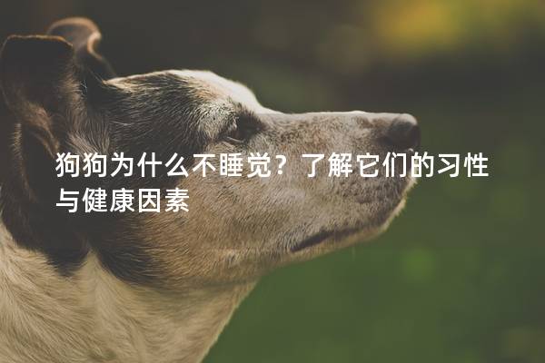 狗狗為什么不睡覺？了解它們的習性與健康因素