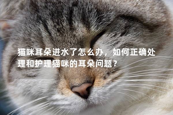 貓咪耳朵進水了怎么辦，如何正確處理和護理貓咪的耳朵問題？