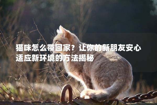 貓咪怎么帶回家？讓你的新朋友安心適應新環境的方法揭秘