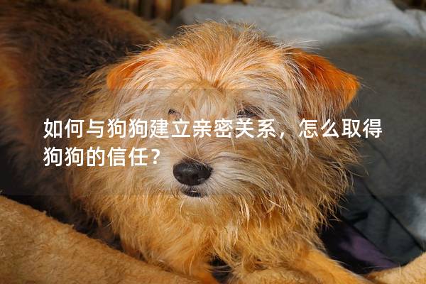 如何與狗狗建立親密關系，怎么取得狗狗的信任？