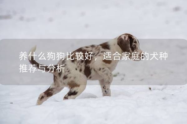 養什么狗狗比較好，適合家庭的犬種推薦與分析