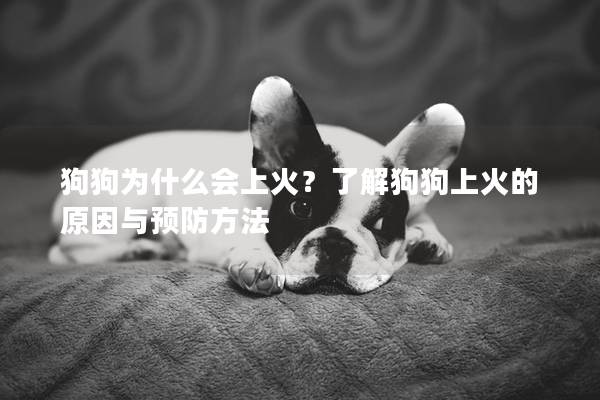 狗狗為什么會(huì)上火？了解狗狗上火的原因與預(yù)防方法