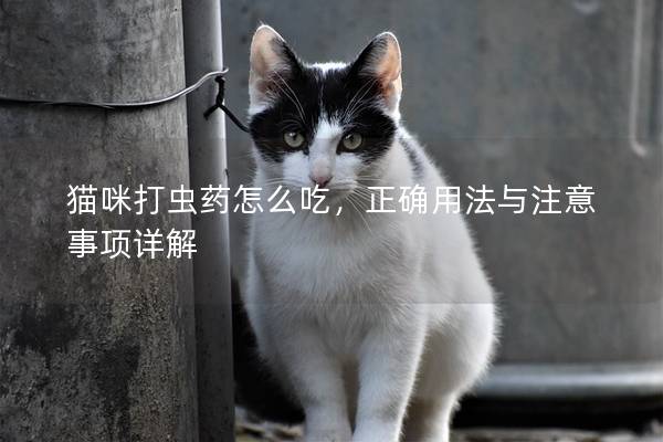 貓咪打蟲藥怎么吃，正確用法與注意事項詳解