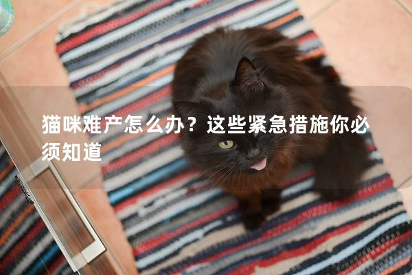 貓咪難產(chǎn)怎么辦？這些緊急措施你必須知道