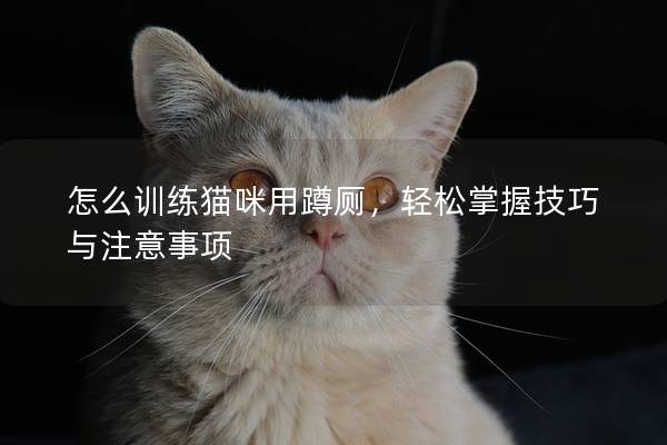 怎么訓(xùn)練貓咪用蹲廁，輕松掌握技巧與注意事項(xiàng)