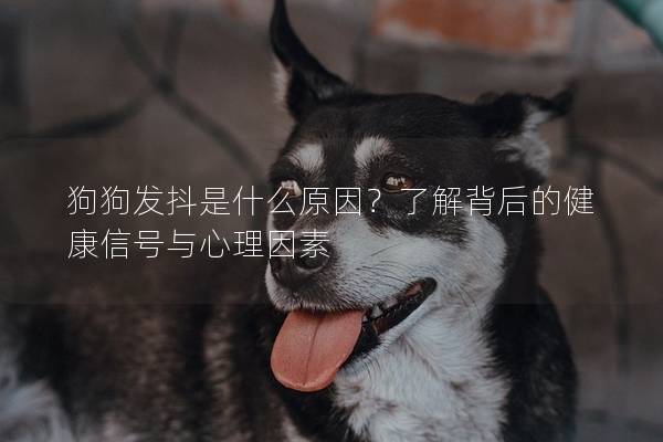 狗狗發抖是什么原因？了解背后的健康信號與心理因素