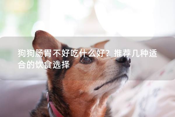 狗狗腸胃不好吃什么好？推薦幾種適合的飲食選擇