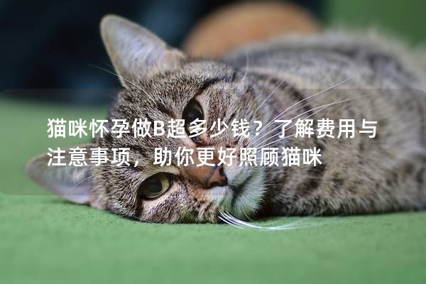 貓咪懷孕做B超多少錢？了解費用與注意事項，助你更好照顧貓咪
