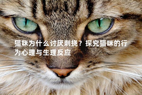 貓咪為什么討厭刺撓？探究貓咪的行為心理與生理反應