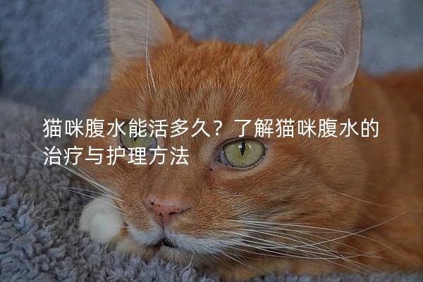 貓咪腹水能活多久？了解貓咪腹水的治療與護理方法