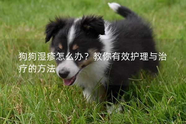 狗狗濕疹怎么辦？教你有效護理與治療的方法