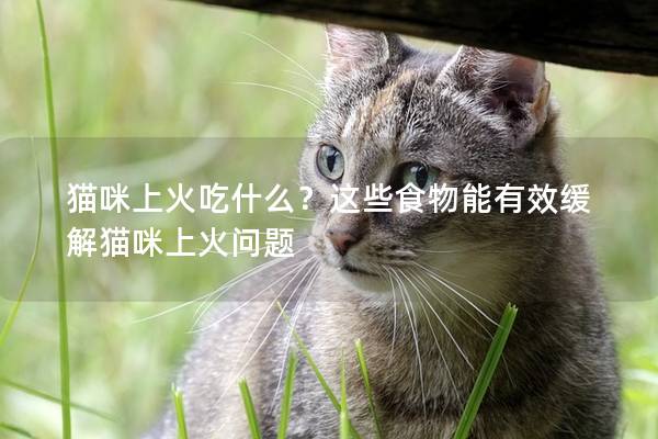 貓咪上火吃什么？這些食物能有效緩解貓咪上火問題