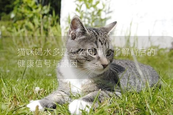 貓咪喝水多是怎么回事，了解背后的健康信號與原因