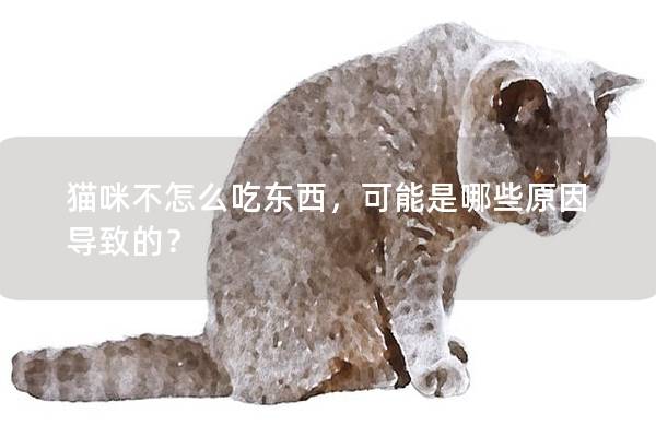 貓咪不怎么吃東西，可能是哪些原因導致的？